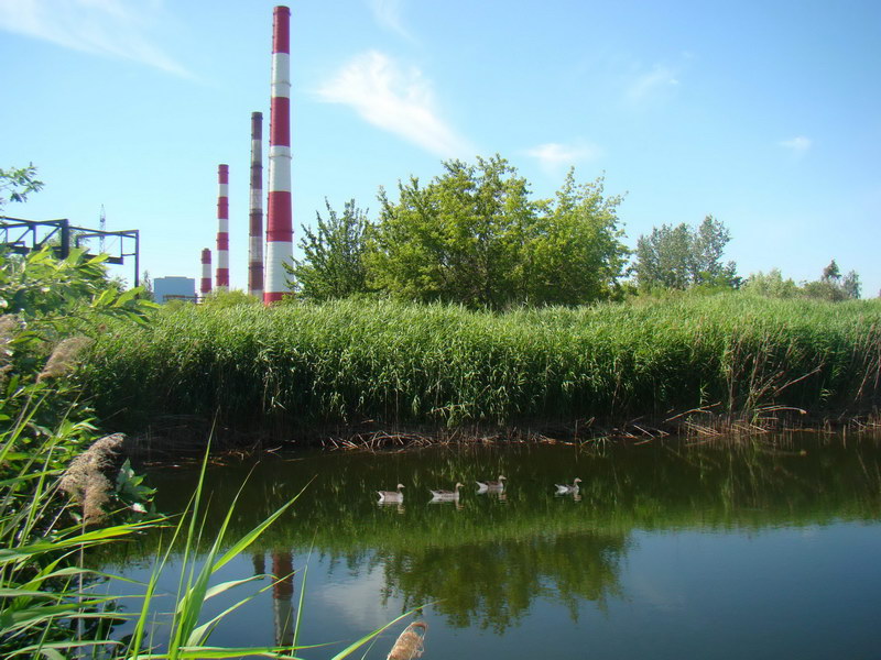 Система экологического менеджмента ISO 14001:2004: практическое использование стандартов